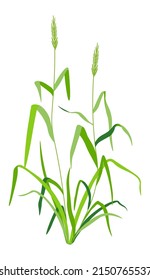 Wild weed or tall grass with leaves and foliage. Isolated floral decor for garden, orchard or yard. Outdoors botany, flora natural element for exterior design, farm and rural area. Vector in flat