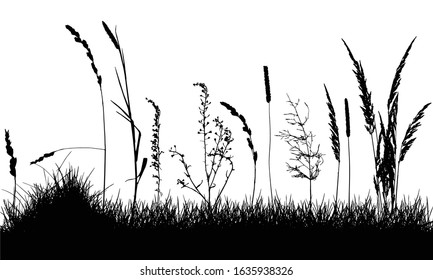 Wild weeds on grass, silhouette of meadow. Vector illustration.