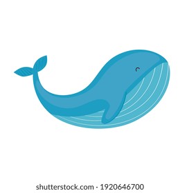 wild whale fish swimming sealife icon vector illustration design