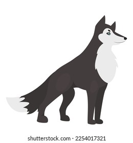 Wild wolf animal. Wildlife fauna, dog family member, large predator vector illustration