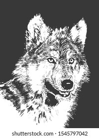 Wild wolf head. Monochrome hand drawing. Vector illustration