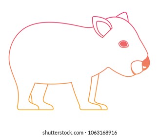 wild wombat australian creature