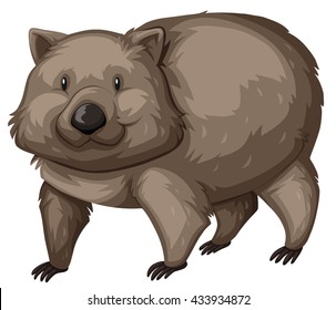 Wild Wombat On White Background Illustration