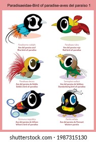 Caricaturas de aves del mundo salvaje del paraíso, lindos animales salvajes en vectores con nombre científico, y nombre común en inglés y español.