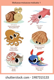 Wild world mollusks cartoons, cute wild animals in vector with scientific name, and common name in English and Spanish.