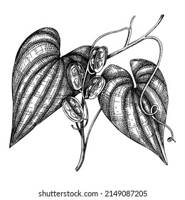 Wild Yam. Adaptogenic Plant Botanical Sketch. Hand-sketched Wild Yam Illustration. Great For Traditional Medicine, Cosmetology, Ayurveda, And Clinical Research Design. Natural Adaptogen Drawing