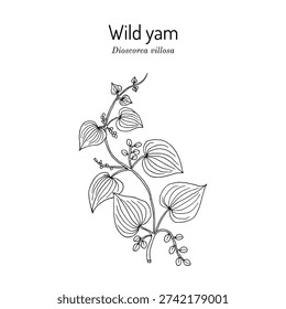 Wild yam, or colic root (Dioscorea villosa), medicinal plant. Hand drawn botanical vector illustration