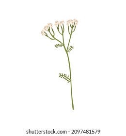 Wild yarrow flower. Achillea millefolium field herb. Botanical drawing of floral herbal plant. Vulnerary medicinal wildflower on stem with leaf. Flat vector illustration isolated on white background