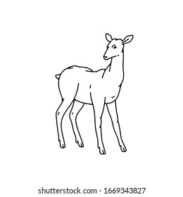 Wild young deer female vector outline black white sketch illustration.