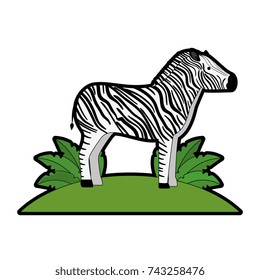 wild zebra in jungle