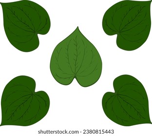 Wildbetal Leafbush, tropical leaves ,Cha-plu Leaves . Drawing a flat vector illustration for a separate background, decorated with natural green concepts 