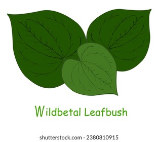 Wildbetal Leafbush, tropical leaves.Cha-plu Leaves are used as a wrapper in the dish Mieng Kham. Drawing a flat vector illustration for a separate background, decorated with natural green concepts 