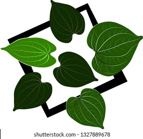 Wildbetal Leafbush, tropical leaves.Drawing a flat vector illustration for a separate background, decorated with natural green concepts and hand-drawn leaves, isolated on a white background.