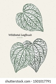 Wildbetal Leafbush, tropical leaves.Drawing vector illustration