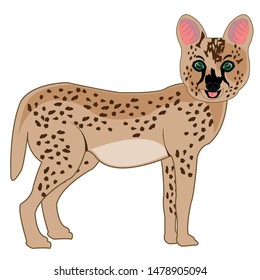 Wildcat serval on white background is insulated