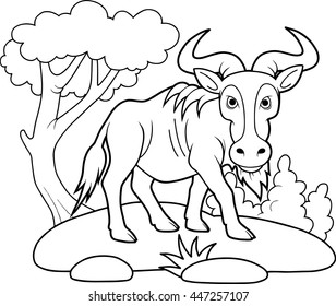 wildebeest