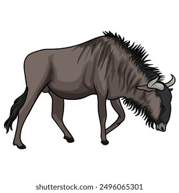 wildebeest animal from africa with white background separately