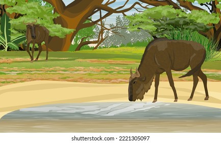 Wildebeest drinking from a lake. Ungulates of Africa at a watering hole. wild life of africa. Gnu antelope. Realistic vector landscape