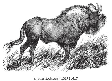 Wildebeest or gnu / vintage illustration from Brockhaus Konversations-Lexikon 1908