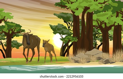 Wildebeest and her cub stand on the shore of a salt lake near a grove of baobabs. Wildlife of Africa. Realistic vector landscape