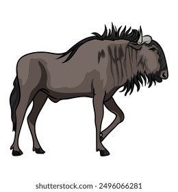 wildebeest male animal from africa with white background separately