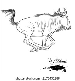 Wildebeest, realistic animal sketch, vector illustration