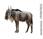 Wildebeest from a splash of watercolor, colored drawing, realistic. Vector illustration of paints