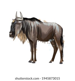 Wildebeest from a splash of watercolor, colored drawing, realistic. Vector illustration of paints