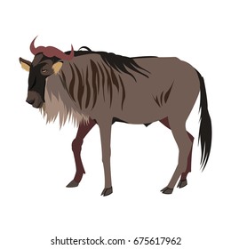 wildebeest standing african wildlife animal