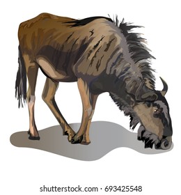 Wildebeest stands on a white background.Vector illustration