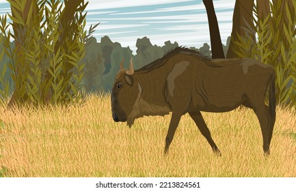 Wildebeest walks across the savannah. Africa with tall dry grass and trees. Realistic vector landscape