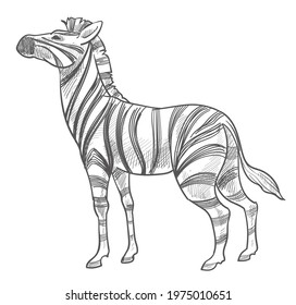 Wilderness and wildlife of animals, isolated icon of zebra with stripes on fur. Zoo or national park, reservation for mammals. Fauna of Africa and tanzania. Monochrome sketch. Vector in flat style