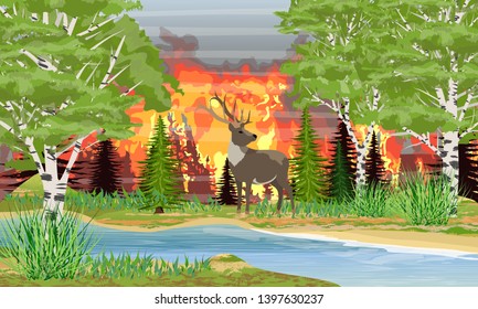 Wildfire in the forest across the river. Deer is saved from fire. Wild animals of Eurasia, USA and Scandinavia. Realistic Vector Landscape