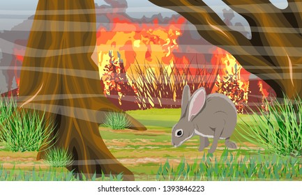 Wildfire in the forest. European hare is saved from fire. Spruce trees and grass, chanterelle mushrooms. Wild animals of Eurasia, USA and Scandinavia. Realistic Vector Landscape