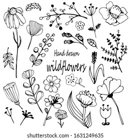 wildflover and floral doodle big set. Vector hand drawn botanical illustration. Isolated objects on white
