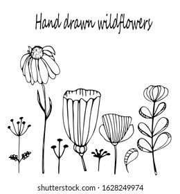 wildflover and floral doodle set. Vector hand drawn botanical illustration. Isolated objects on white