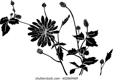 Wildflower black and white silhouette cut out line drawing illustration. Floral design element. Vector version has a transparent background. 