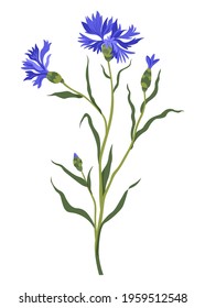 Wildflower in blossom, isolated cornflower with leaves and flourishing. Isolated spring or summer meadow or field greenery. Botany and lush blooming of plants. Centaurea cyanus, vector in flat style