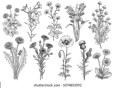 Wildflower,  bluebell, bellflower, buttercup, chamomile, clower, cornflower, dandelion, daisy, poppy, thistle collection illustration, drawing, engraving, ink, line art, vector