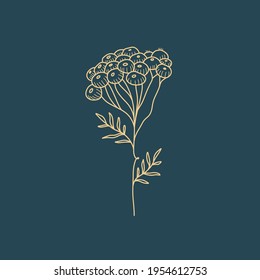 Wildflower Botanical logo outline drawing. Minimal floral vintage style. Doodle plant vector illustration. Pure nature organic brush. Line drawing. Botanical floral badge. Eco product emblem.