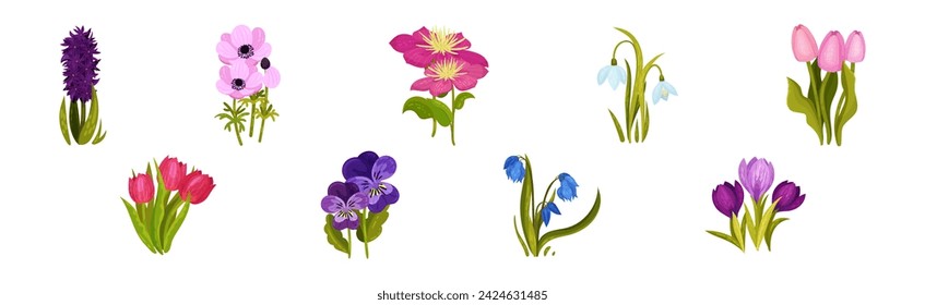 Wildflower and Botany Growing on Green Stem Vector Set