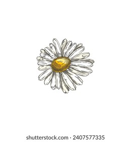 Chamomile de flores silvestres, ilustración vectorial sobre fondo blanco, estilo de esbozo de color. Esquema de flor silvestre. Estilo decorativo grabado floral, hierba y elemento botánico. Arte de línea dibujada a mano.