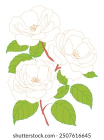 wildflower clipart, white rose flower illustration