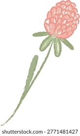 Wildflower clover with textured bloom and long stem rendered in pencil crayon strokes. Symbol of nature, growth, herbal meadow beauty, and rustic botany. Cartoon vector illustration.