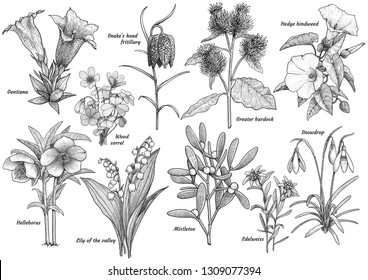 Wildflower collection, illustration, drawing, engraving, ink, line art, vector