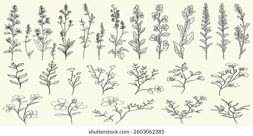 Wildflower collection of intricate black line art, ideal for chic wedding stationery, rustic decor, eco-conscious branding, feminine botanical floral branch, trendy greenery, speedwell.