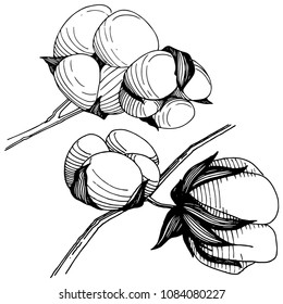 Wildblume, Baumwollblume auf Vektorgrafik einzeln. Vollständiger Name der Pflanze: Baumwolle . Vektorwelpen für Hintergrund, Textur, Wrapper-Muster, Rahmen oder Rahmen.
