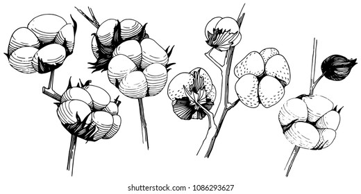 Wildflower cotton flower in a vector style isolated. Full name of the plant: cotton. Vector wildflower for background, texture, wrapper pattern, frame or border.