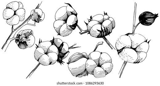 Wildflower cotton flower in a vector style isolated. Full name of the plant: cotton. Vector wildflower for background, texture, wrapper pattern, frame or border.