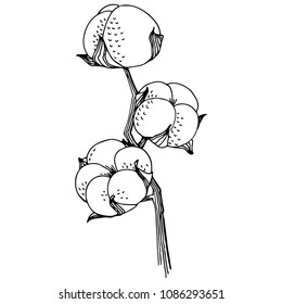 Wildflower cotton flower in a vector style isolated. Full name of the plant: cotton. Vector wildflower for background, texture, wrapper pattern, frame or border.